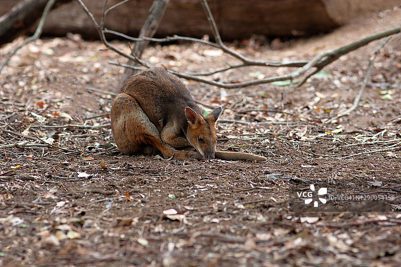小袋鼠图片素材