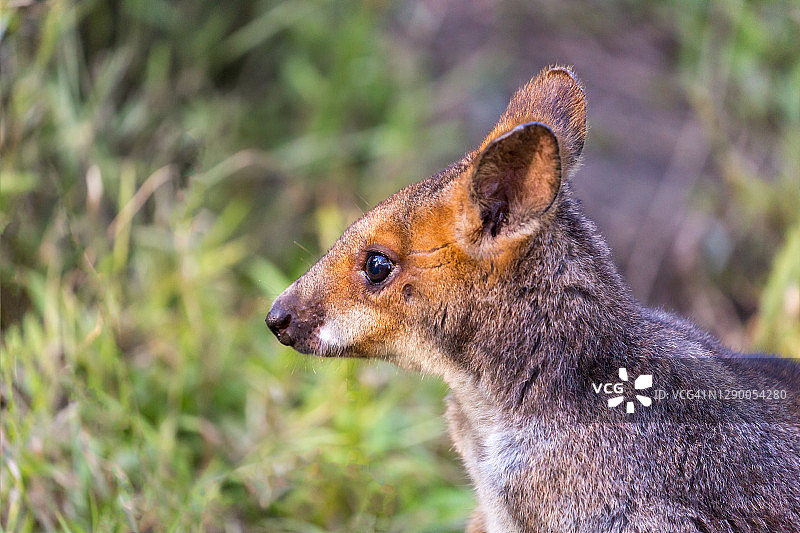 小袋鼠图片素材