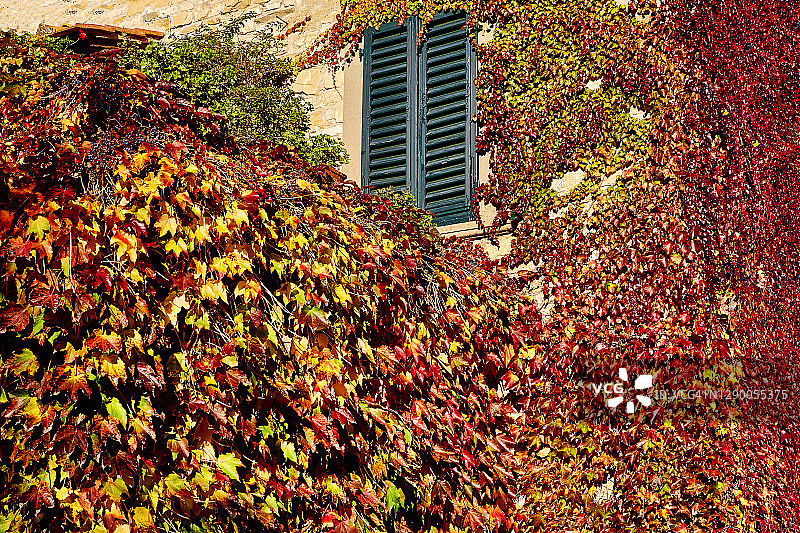 意大利托斯卡纳的秋季常春藤图片素材