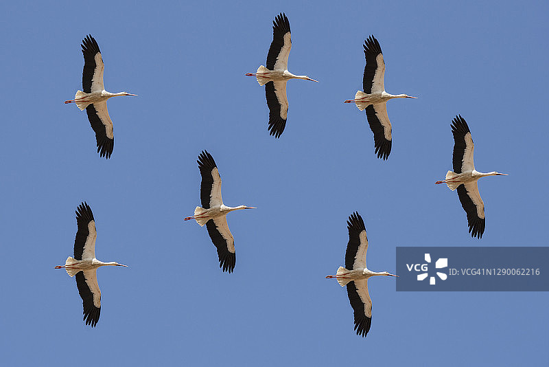 西班牙飞行中的鹳鸟图片素材