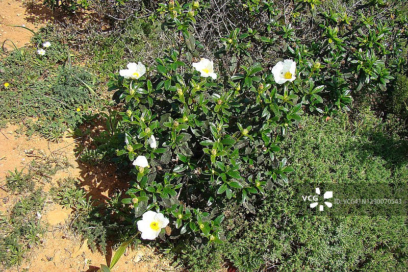 野花 (葡萄牙半日花)图片素材