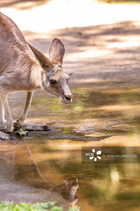 袋鼠饮水图片素材