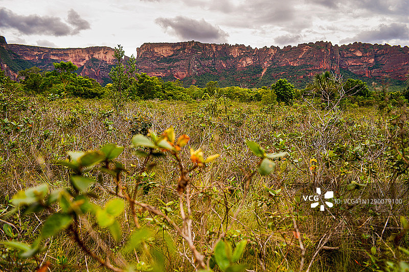巴西塞拉多生物群系图片素材