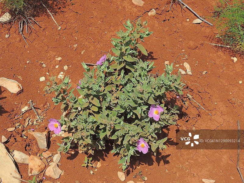 灰叶岩蔷薇图片素材