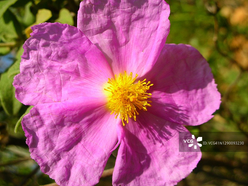 灰叶岩蔷薇图片素材