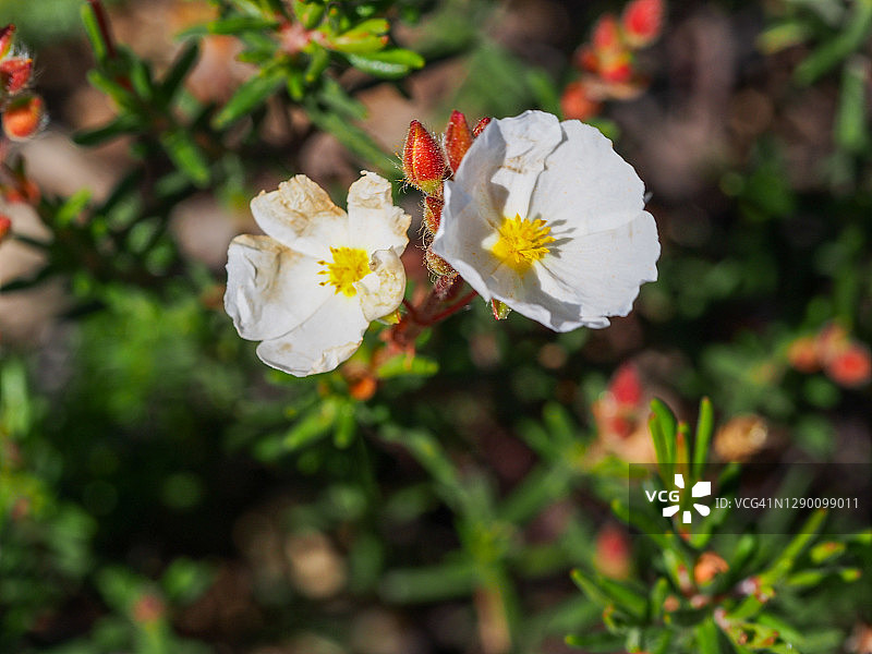 岩蔷薇图片素材