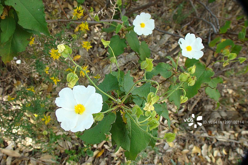 白叶半日花图片素材