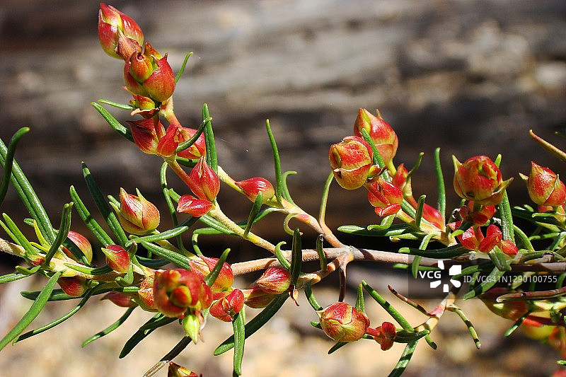 野花（黎巴嫩岩蔷薇）图片素材
