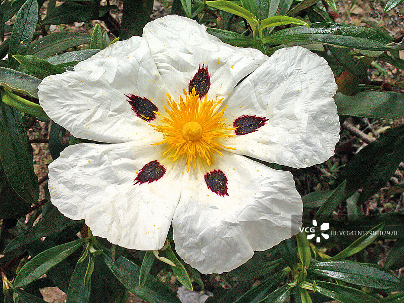 胶岩蔷薇图片素材