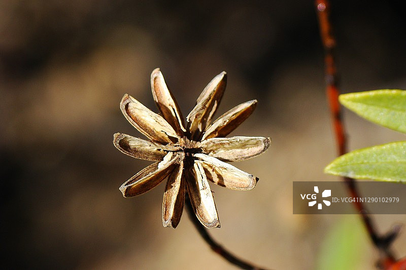 胶岩蔷薇图片素材