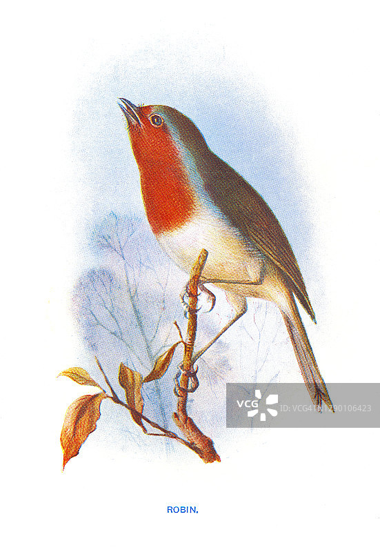 鸟类学：欧洲知更鸟古老雕刻插图图片素材