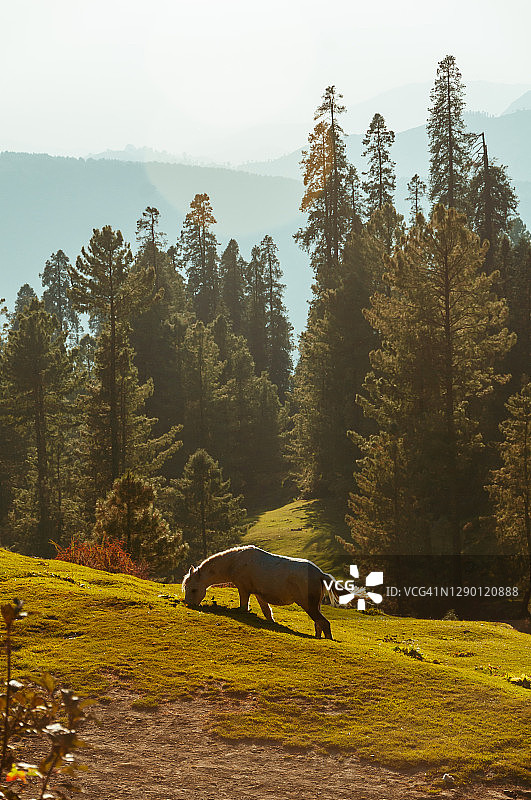 Nathia Gali Lalazar吃草的马图片素材