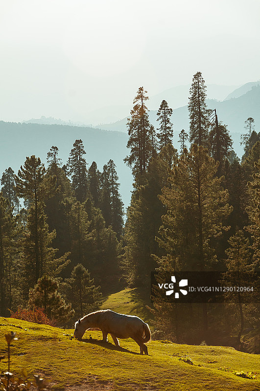 Nathia Gali Lalazar吃草的马图片素材