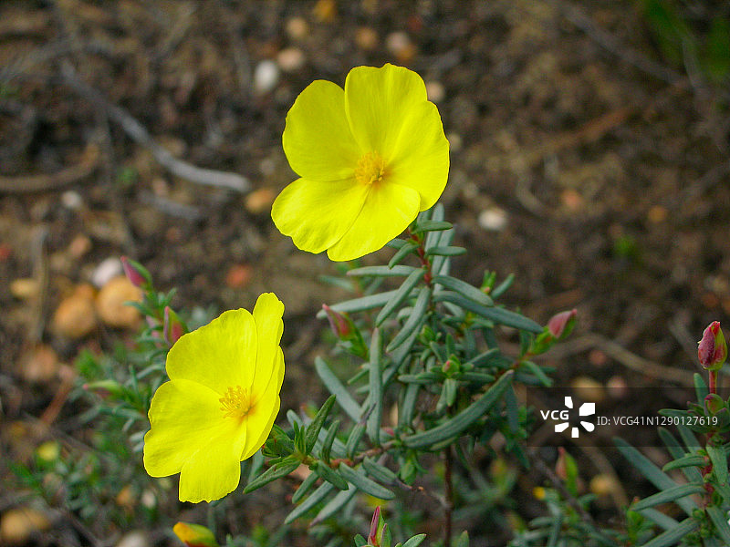 黄色岩蔷薇图片素材