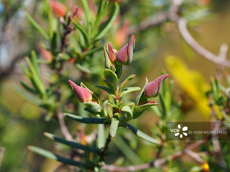 黄色岩蔷薇图片素材