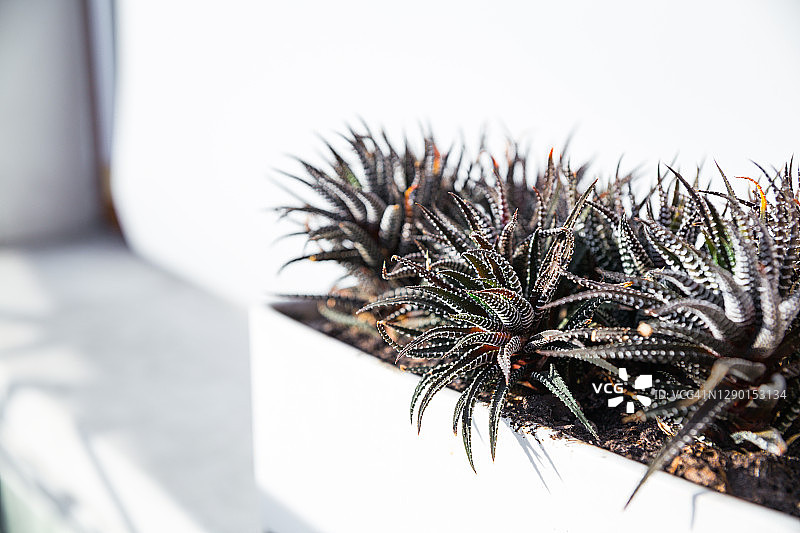 白色背景上的白色长方形盆栽多肉植物图片素材