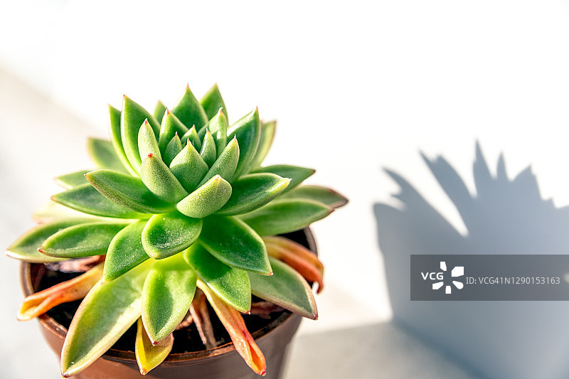 白色背景盆栽多肉植物特写图片素材
