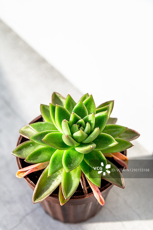 白色背景盆栽多肉植物特写图片素材