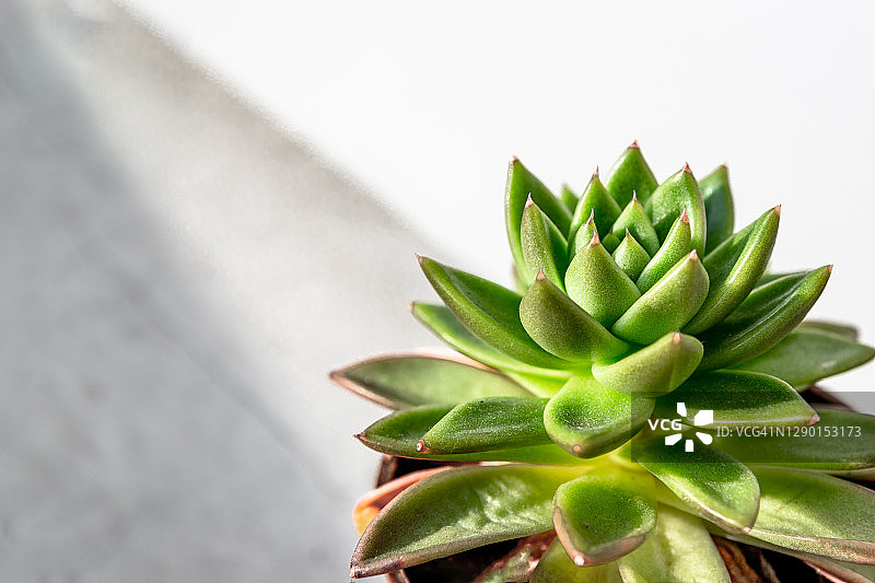 白色背景盆栽多肉植物特写图片素材