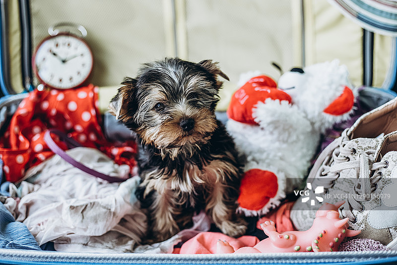 手提箱背景上的约克夏小狗图片素材