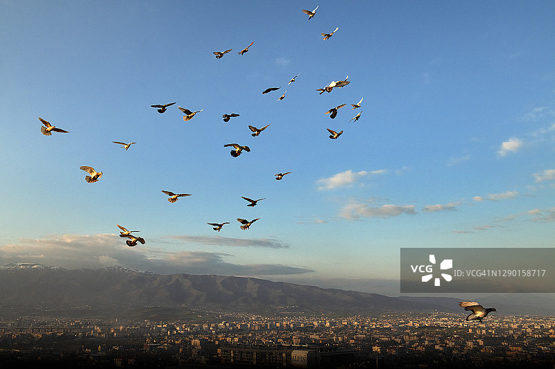 傍晚时分飞越安塔基亚市的鸽子图片素材