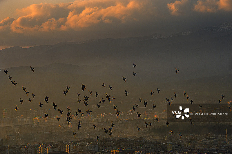 土耳其安塔基亚黄昏时分，城市上空的鸽群图片素材