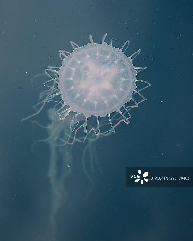 巴尔的摩水母图片素材