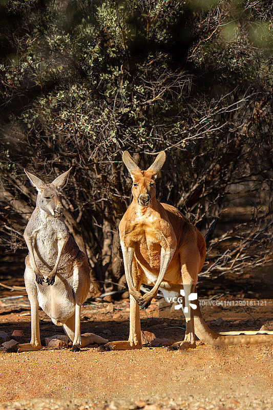 袋鼠和它的小袋鼠图片素材