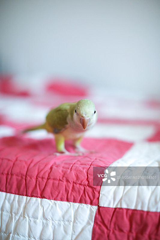 一只顽皮的小葵花鹦鹉图片素材