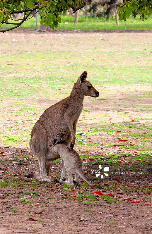 一只袋鼠和幼崽图片素材