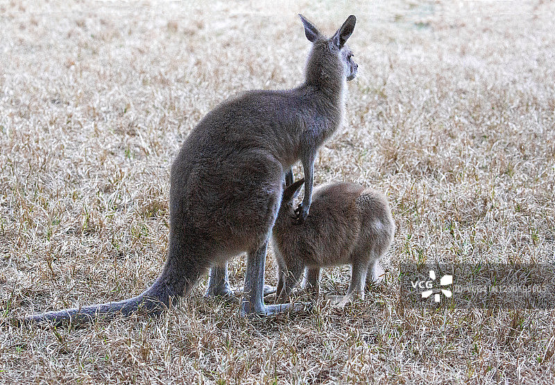 一只袋鼠和幼崽图片素材