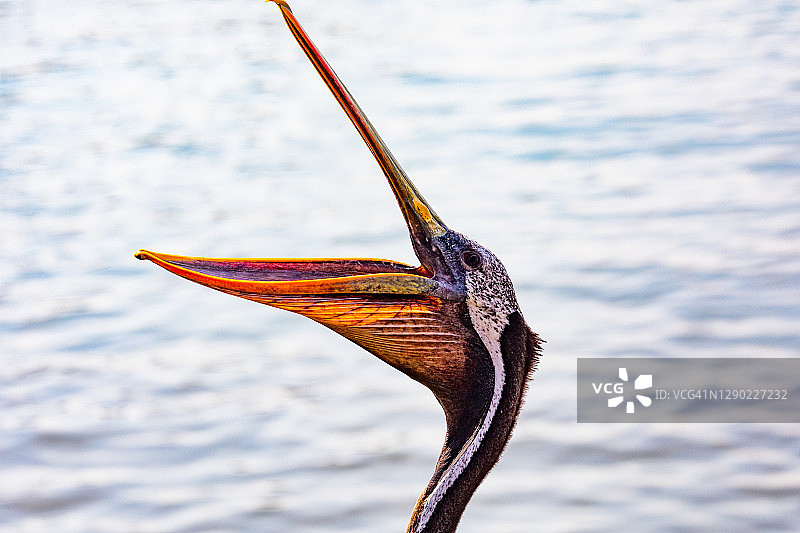 有趣的鹈鹕肖像图片素材