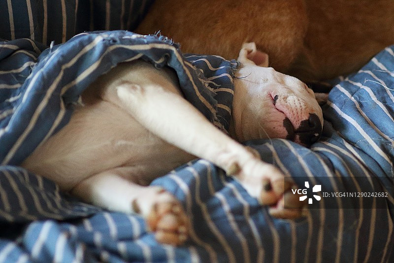 白色斗牛犬睡觉图片素材