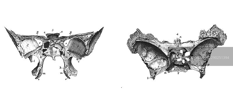 旧版雕刻插图：人头骨骼图片素材