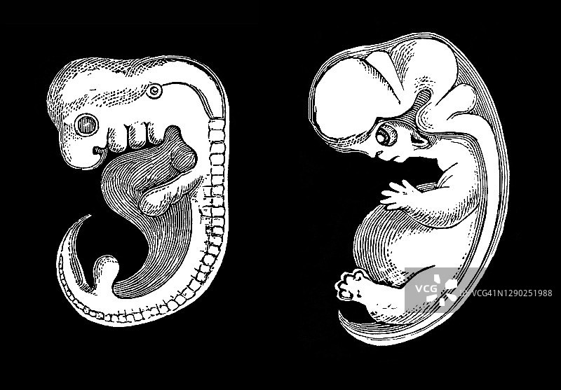 人类胎儿在4周和8周时的古董雕刻插图图片素材
