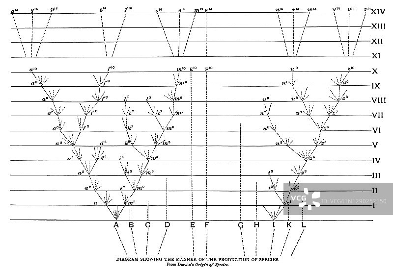 物种起源图解：达尔文的物种起源老式版画图片素材