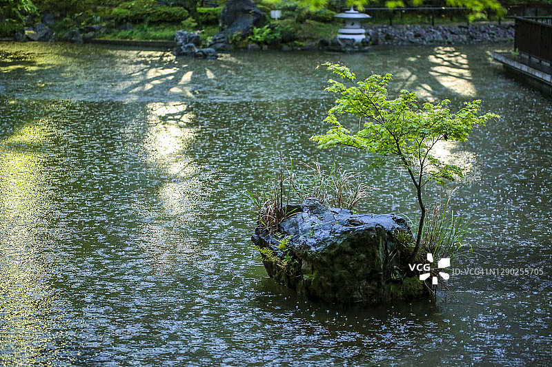 花园里阳光明媚但下雨的下午图片素材