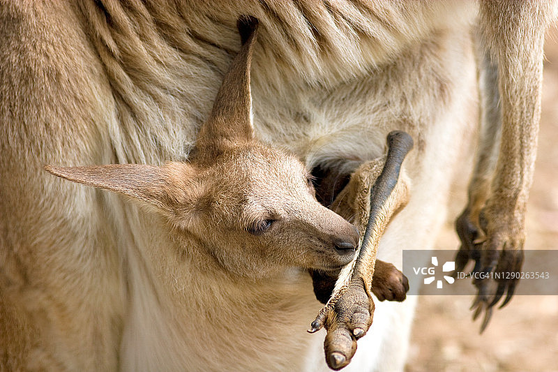 一只袋鼠和幼崽图片素材