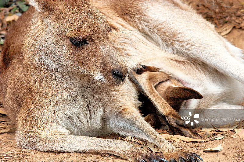 一只袋鼠和幼崽图片素材