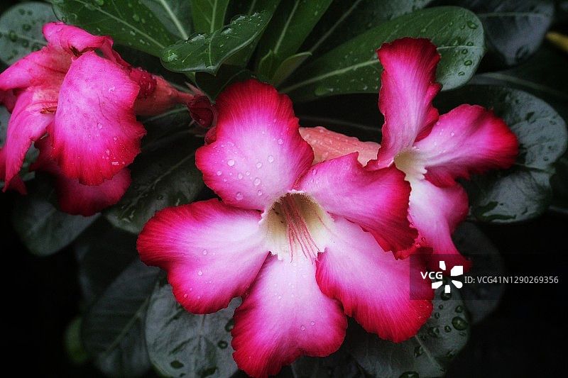 红色鸡蛋花图片素材