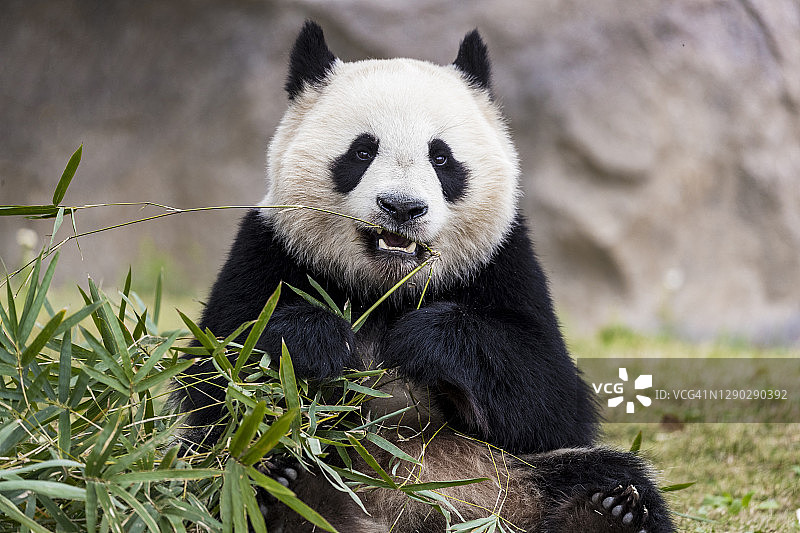 大熊猫吃竹子图片素材