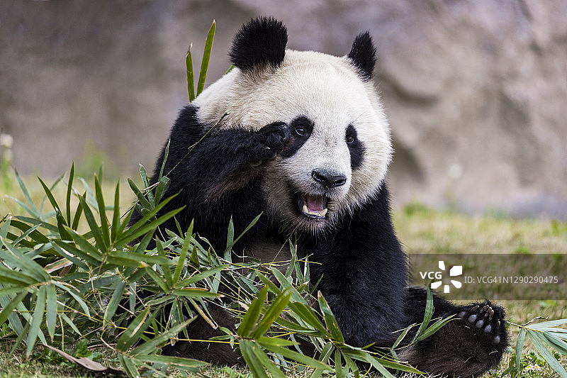大熊猫吃竹子图片素材