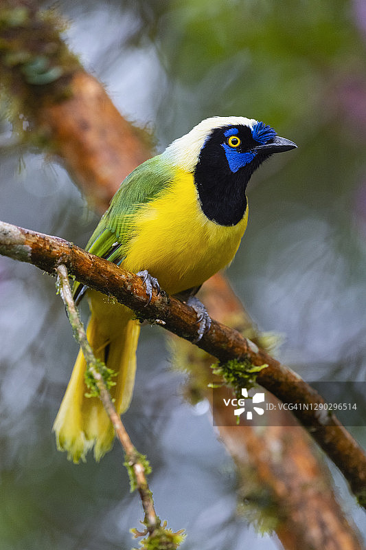 绿松鸦，又称印加绿松鸦图片素材