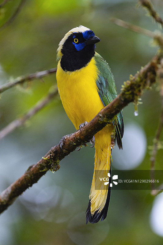 绿松鸦，又称印加绿松鸦图片素材