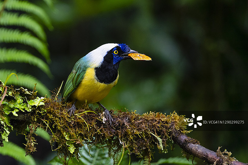 绿樫鸟（又名印加樫鸟）正在吃昆虫图片素材