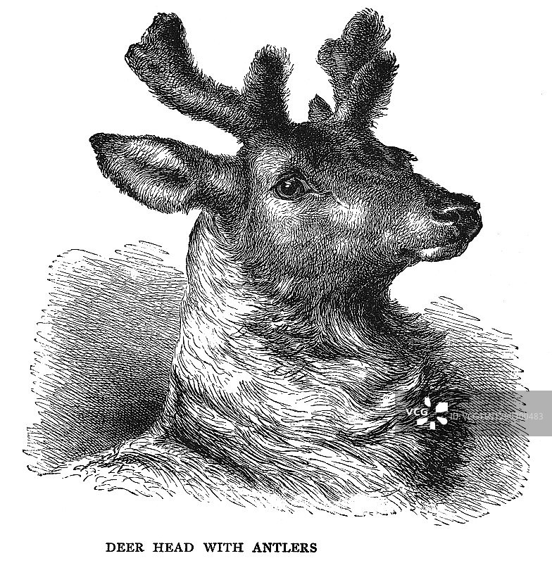 旧版雕刻插图：带“天鹅绒”鹿角的鹿头图片素材