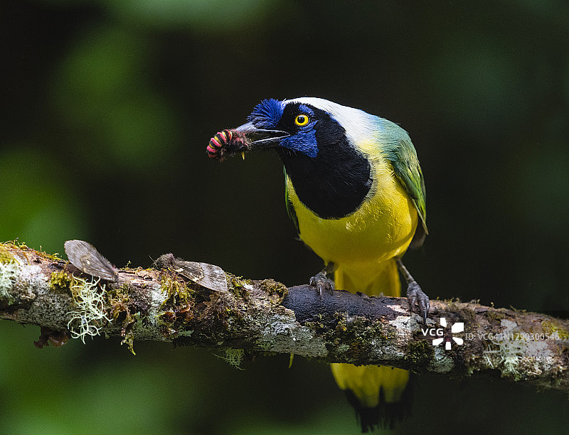 绿樫鸟（又名印加樫鸟）正在吃昆虫图片素材