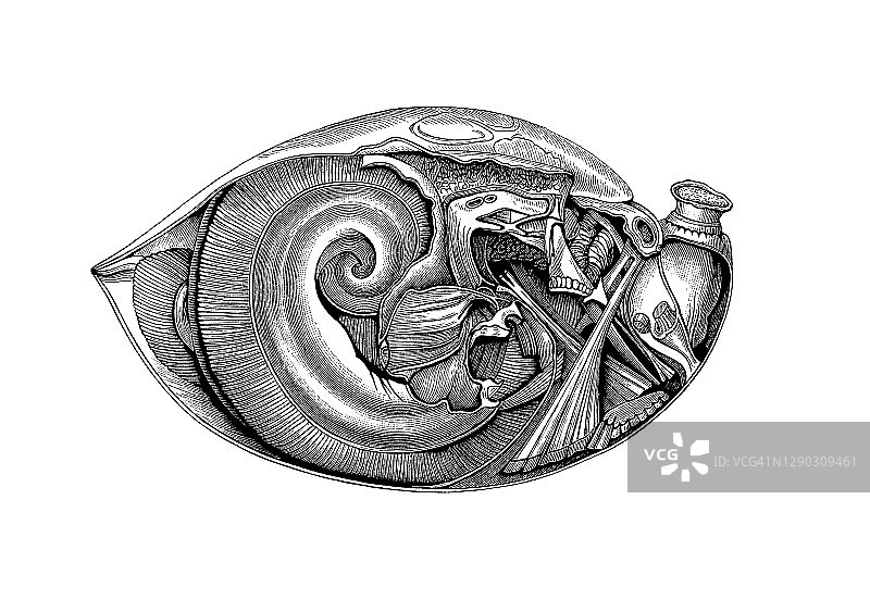 腕足动物老式雕刻插图图片素材