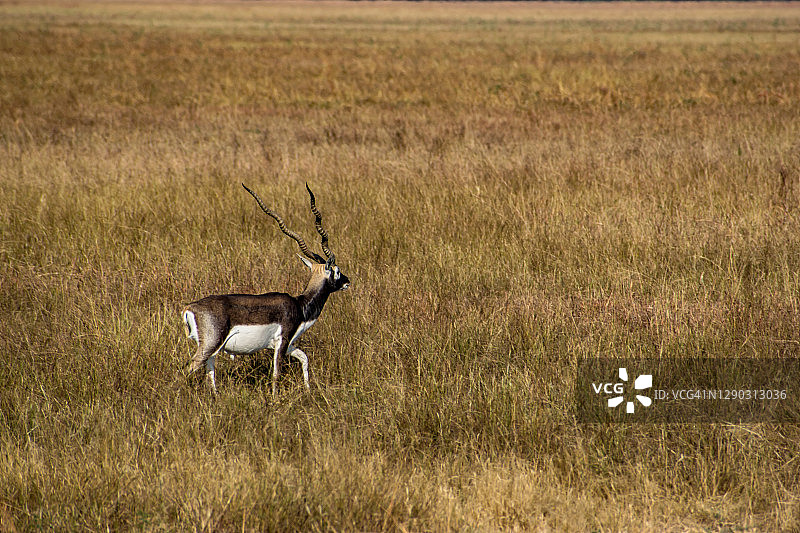 草地上的黑色雄鹿图片素材