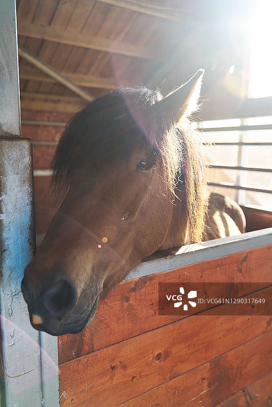 农场畜栏里的马图片素材